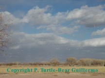 Ladd S. Gordon Waterfowl Complex