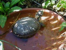 Turtle Photo 1