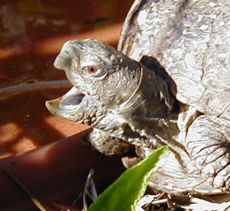 Turtle Photo 3