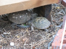 Turtle and Little Mo