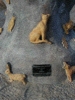 Plaque Closeup