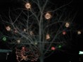 The "Beehive" Tree