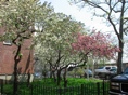 Cherry Trees