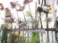 Pocket Park