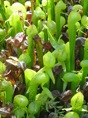 Cobra Lilies 3