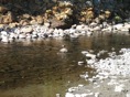 Bird in Stream 2