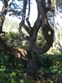 Tree at Devil's Churn
