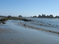 Seagulls 2