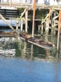 Seals in Newport 1