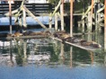 Seals in Newport 2