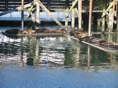Seals in Newport 3