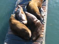 Seals in Newport 4