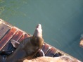 Seals in Newport 6