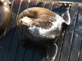 Seals in Newport 8