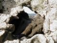 Tree Stump 1