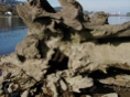 Tree Stump 2