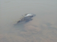 Some Of The Catch