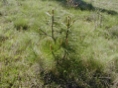 Baby Trees