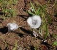Cat's Ears2