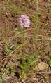 Flower4