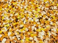 Yellow Leaves
