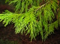 What Tree Is This? 2