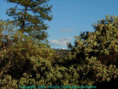 Full Size Image = 211 K