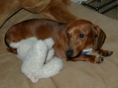 Hershey & Her Toy