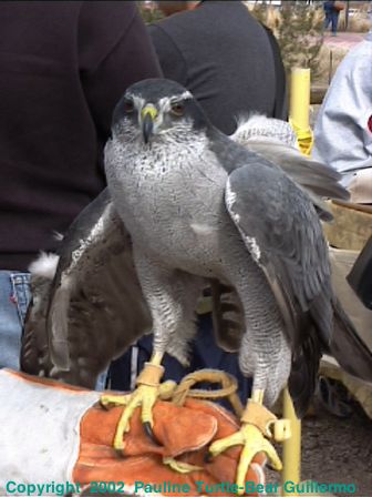 Northern Goshawk 1