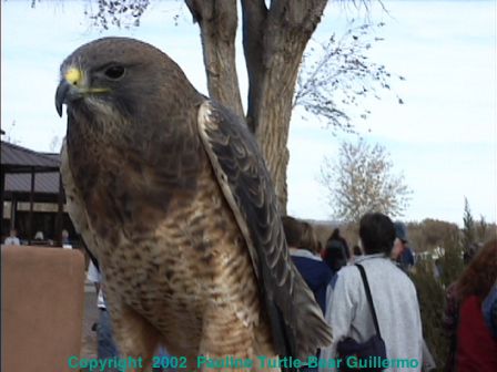 Swainson's Hawk 1