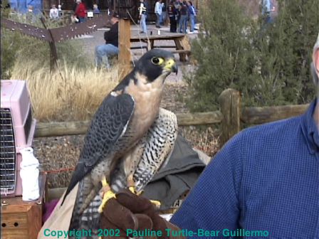Peregrine Falcon 1