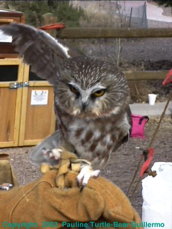 Northern Saw-whet Owl 2