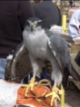 Northern Goshawk 1