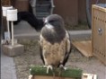 Swainson's Hawk 2