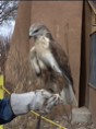 Ferruginous Hawk 2