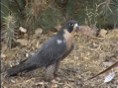 Peregrine Falcon 3