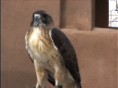 Red-tailed Hawk 2