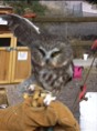 Northern Saw-whet Owl 2