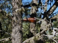 Bottle Tree
