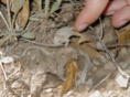 Horned Lizard 1