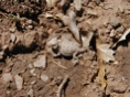 Horned Lizard 2