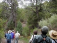 Many Large Trees