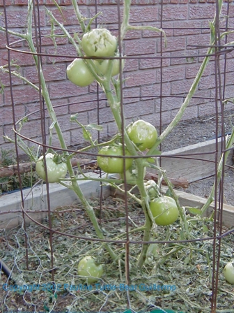Tomatoes On Next Day
