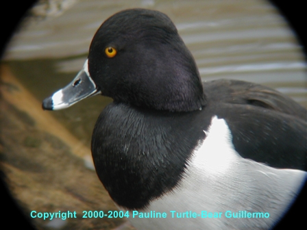 Male Ring-necked Duck 2