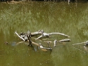 Turtle Logs