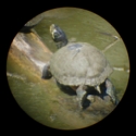 Yellow-bellied Pond Turtle
