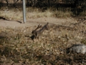 Jack Rabbit Sculpture